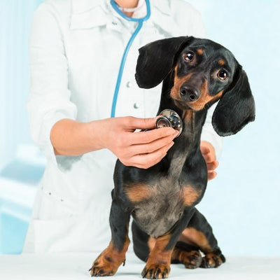 AKC Vetline