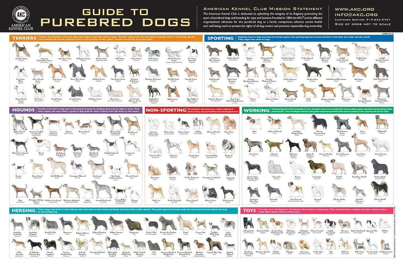 AKC Breed Poster (Folded--With Envelope)