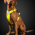 Hi-Viz Active Harness