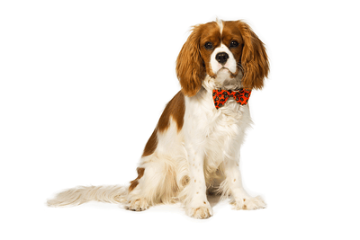Jack O' Lantern Bow Tie