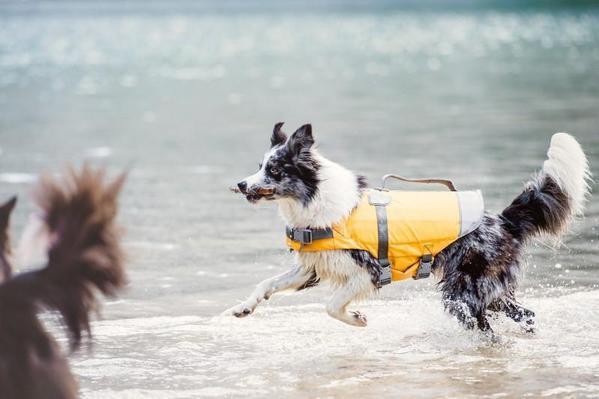 Hurtta Dog Life Savior Jacket