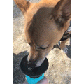 Highwave Dog Travel Water Bottle
