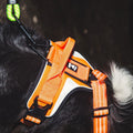 Hi-Viz Active Harness